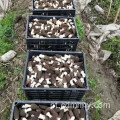 Venda quente Organic Mushroom Morchella Price